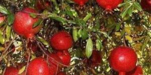 POMEGRANATES (DADAM)