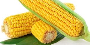 Organic Sweet Corn