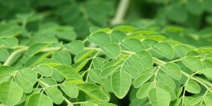 Fresh Moringa Leaves