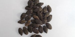 Sponge Gourd Seeds