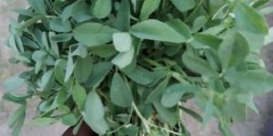 Fenugreek Leaf