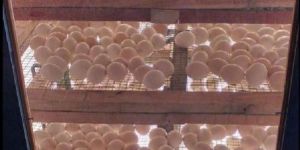 Duck Eggs