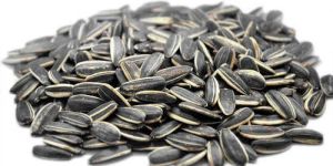 Hybrid Sunflower Seeds