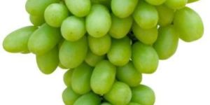 Thompson Grapes