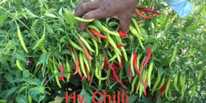 Hybrid Chilli Seeds