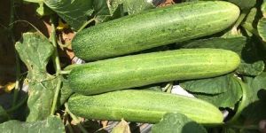 Hybrid Cucumber Seeds