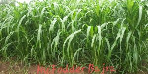 Fodder Bajra Seeds