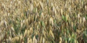 Oat Seeds