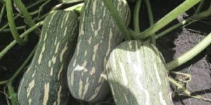 Hybrid Pumpkin Seeds