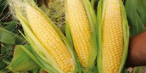 Sweet Corn Seeds