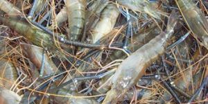Chilled Giant Freshwater Prawn