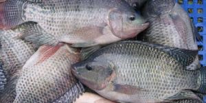 Chilled Tilapia Fish