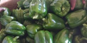 Fresh Green Capsicum