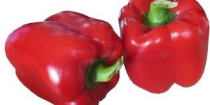 Fresh Red Capsicum