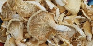 Dried White Oyster Mushroom