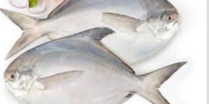 Pomfrets Fish