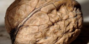 Walnuts in Shell