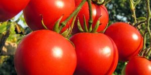 Fresh Organic Tomato