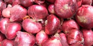 Fresh Red Onion