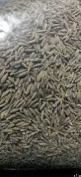 Cumin Seed