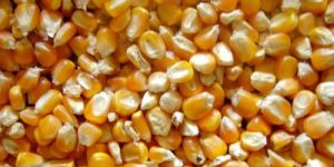 Raw Maize Seeds