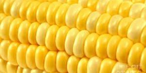 Yellow Corn