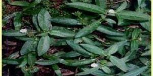 Maddi Bhringraj Leaf Dry Powder