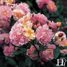 Musk Rose