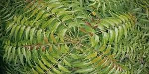 Neem Leaves