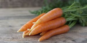 Fresh Organic Carrot