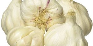 Fresh Organic Garlic