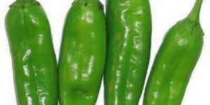 Fresh Organic Green Chilli