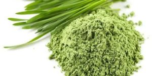Wheat Grass Powder