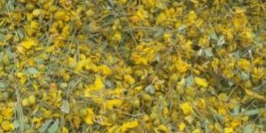 Dry Senna Auriculata Flower