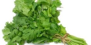 Fresh Coriander