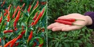 Chillies