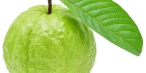 Fresh Guava
