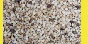 Sesame Seed