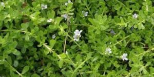 Bacopa Monnieri