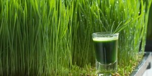 Green Grass Flavour (PALATIB GGHS)