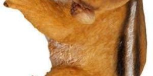 Brown Poly Resin Animal Statue