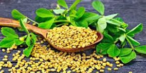 Fenugreek