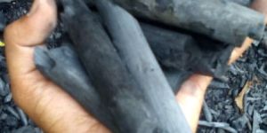 Softwood Charcoal