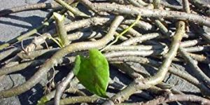 Giloy Stem (Tinospora Cordifolia)