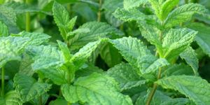 Mentha Oil