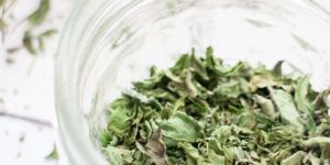 Dried Mint Leaves