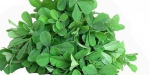 Fresh Fenugreek Leaves