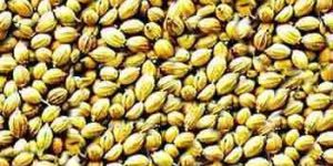 Coriander Seed