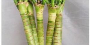 Lotus Bamboo Live Plants