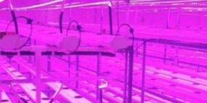 Hydroponic Indoor Grow Lights